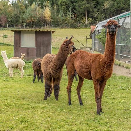 Zapfs Bauernhof Stiefmuetterchen Appartement Tettnang Buitenkant foto